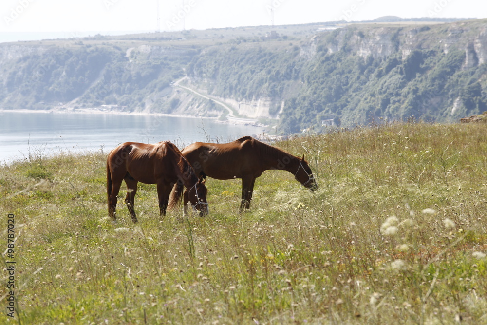 Horses at Rural area