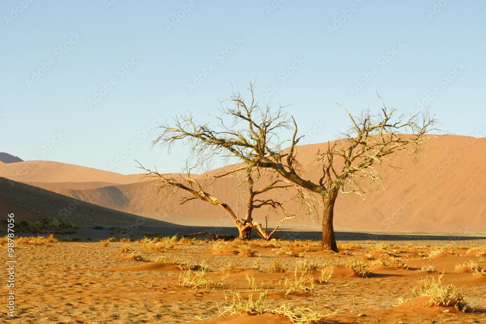 Obraz premium Namibian desert dunes highlighted by sunrise with silhoutted tre
