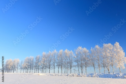 美瑛の丘の樹氷する並木道と空