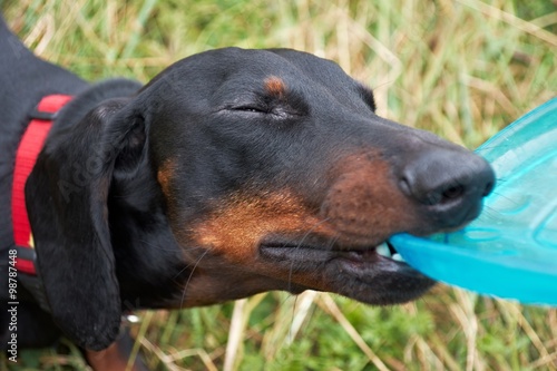 Black and tan dachshund playing with blue disk