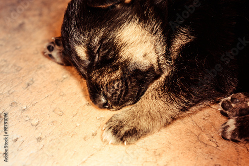 one puppy sleeping close photo