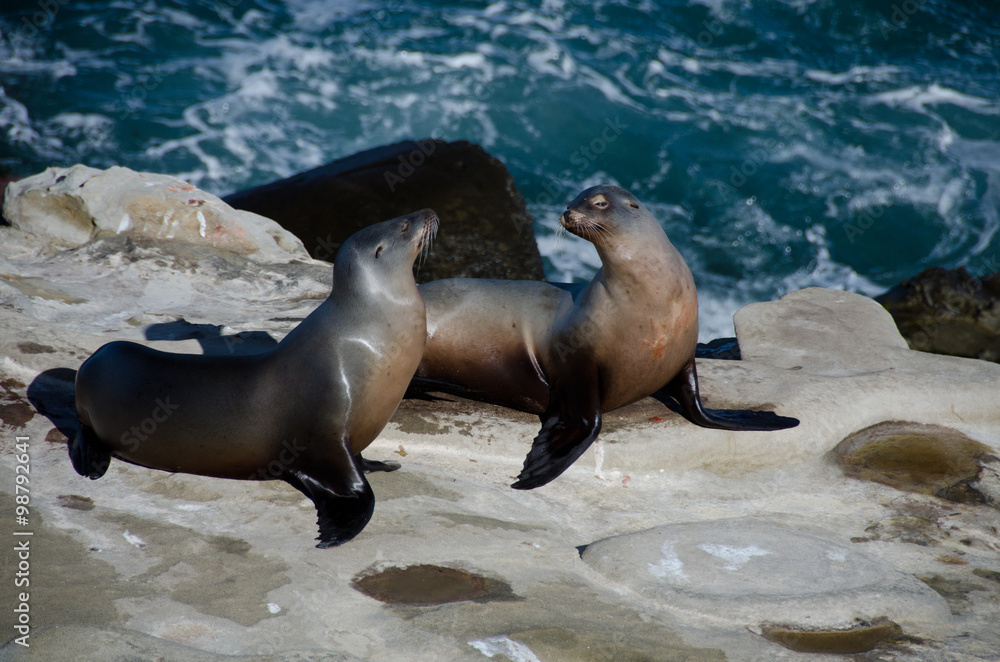 Obraz premium Flirting couple of California sea lions near La Jolla Cove
