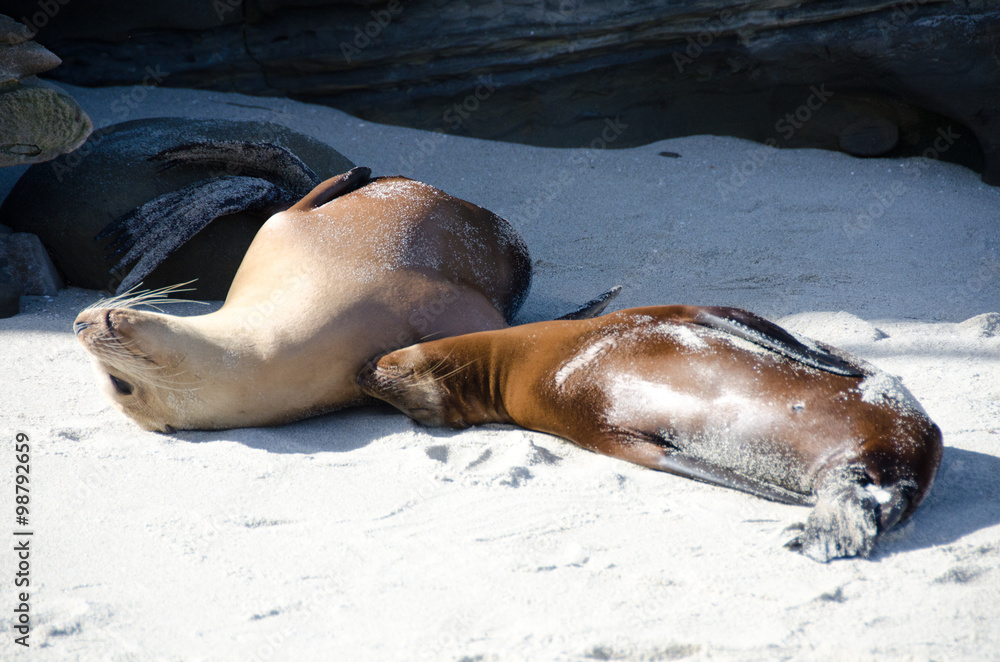 Obraz premium Relaxation time for a couple of sea lions at Point La Jolla