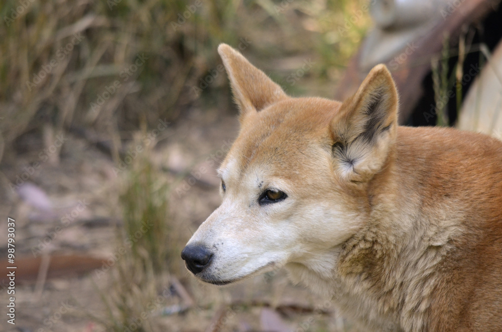 close up of a golden dingo