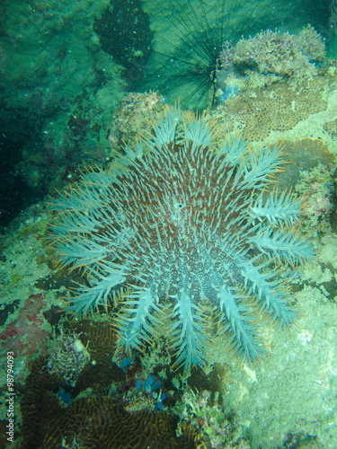Sea urchin, Acanthaster