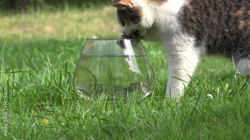 Nice cat catch crucian fish with claw from glass aquarium with water and run away. Cute playful pet hunt food. Static closeup shot. 4K