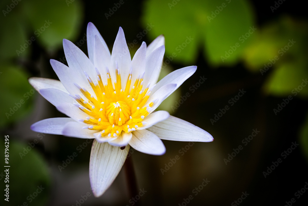 Beautiful white lotus Beautiful white lotus