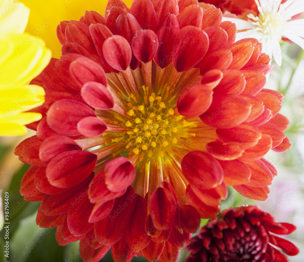 Red daisy in close up Red daisy in close up