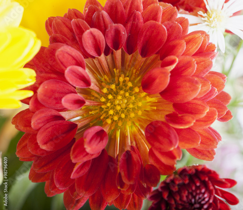 Red daisy in close up