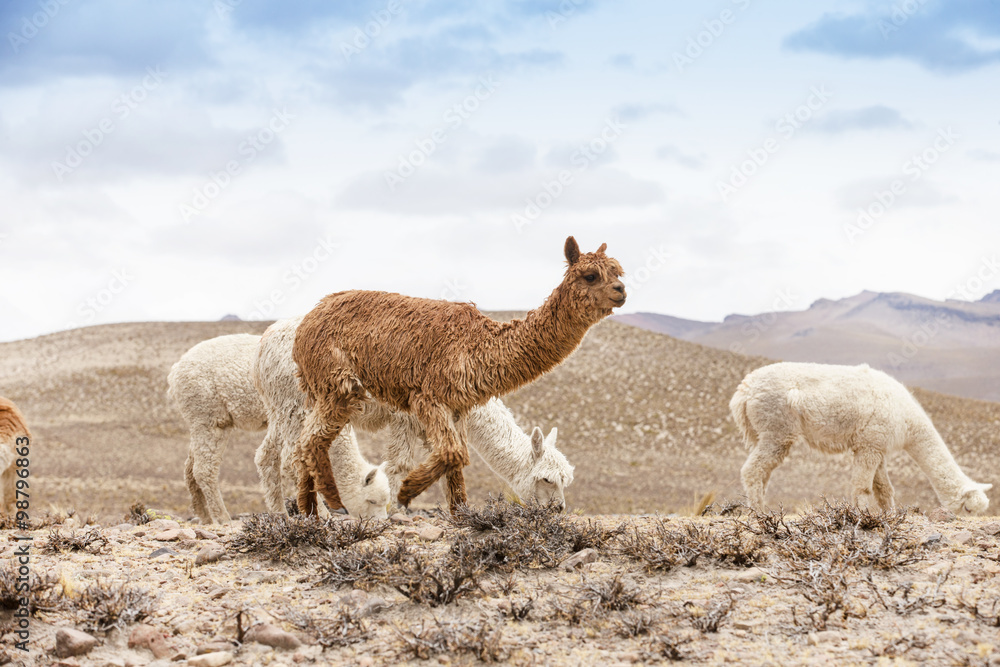 Fototapeta premium lamas in Andes,Mountains, Peru
