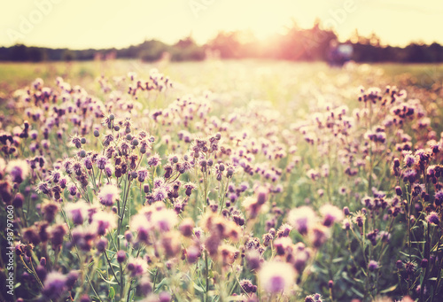 Flowers meadow