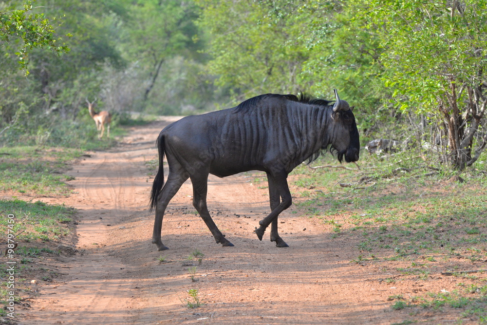 Gnou, Afrique