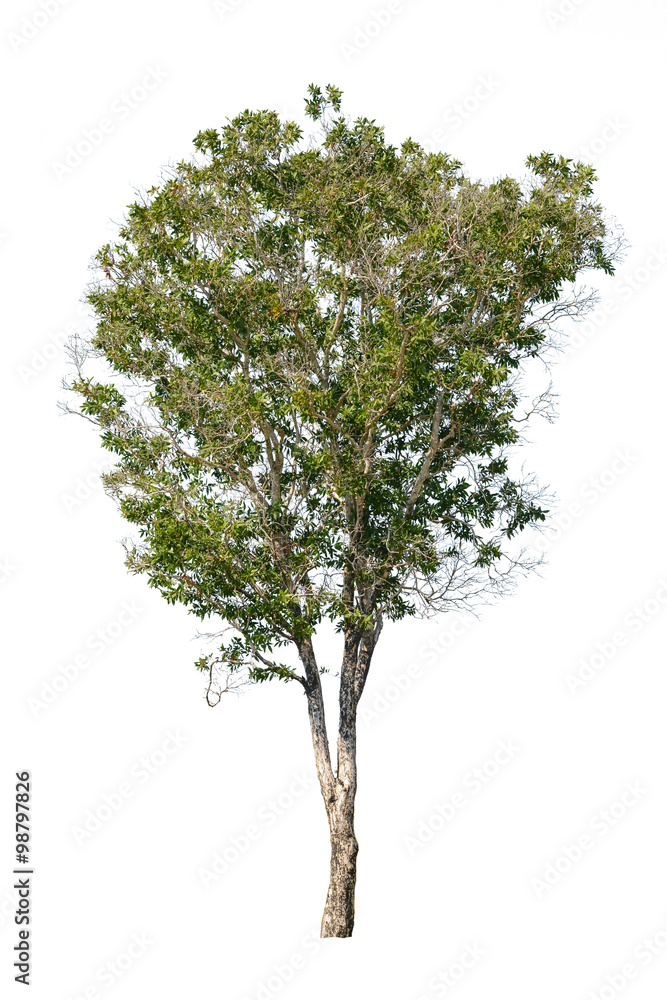 Obraz premium isolated tree on a white background