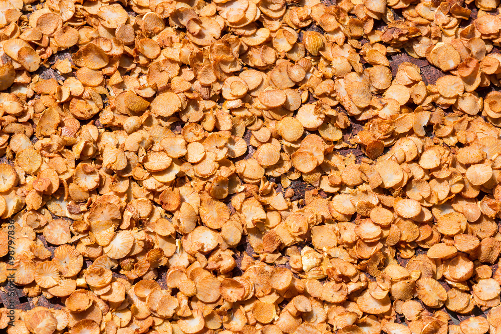 betel palm,dry betel Nut betel palm,dry betel Nut