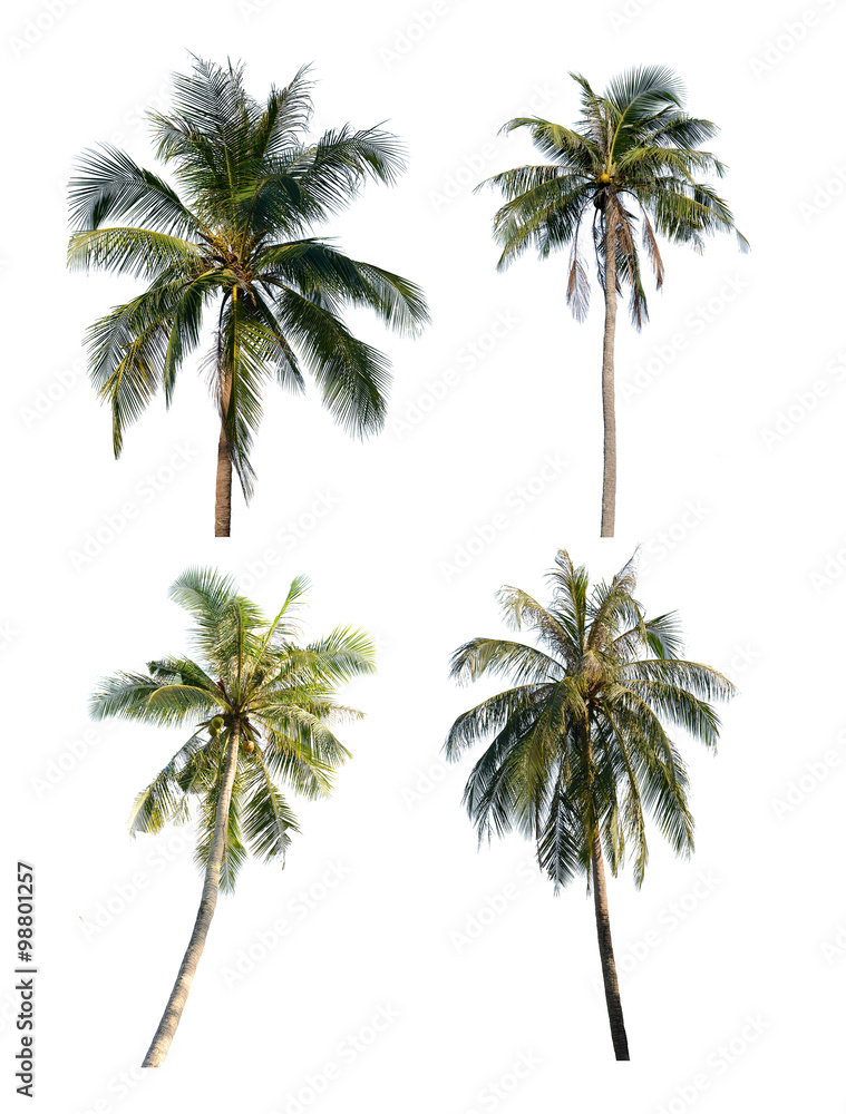 Obraz premium Coconut tree set isolated on white background