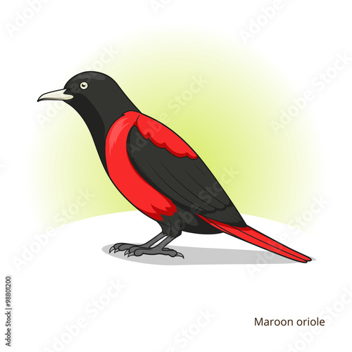 Maroon oriole bird educational game vector