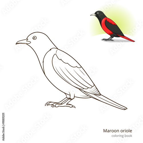 Maroon oriole bird coloring book vector