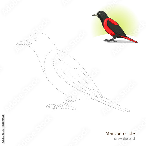 Maroon oriole bird learn to draw vector