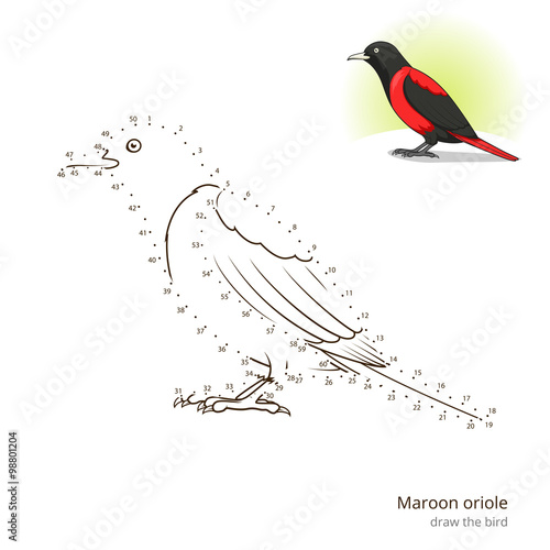 Maroon oriole bird learn to draw vector
