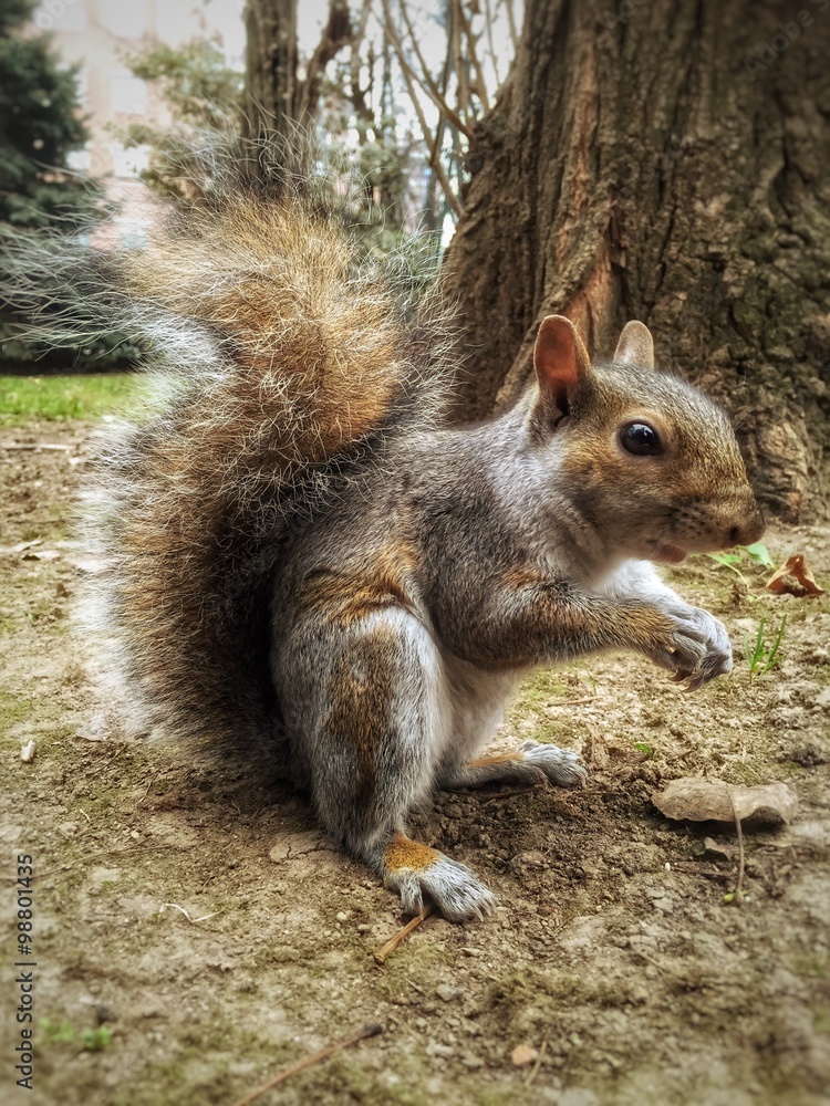 Obraz premium scoiattolo