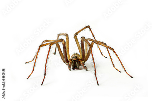 Photos Trichterspinne