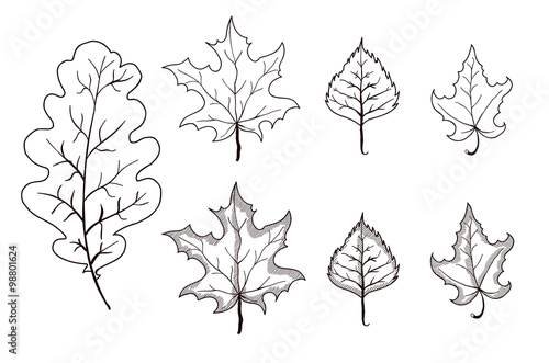 Set of leaves outlines. Maple, oak, birch. Vector illustration on isolated background.