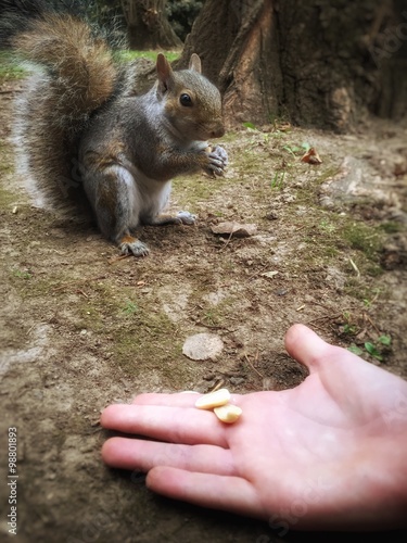 cibo agli scoiattoli photo