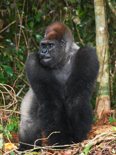Lowland gorillas in the wild. Republic of the Congo. An excellent illustration. © gudkovandrey