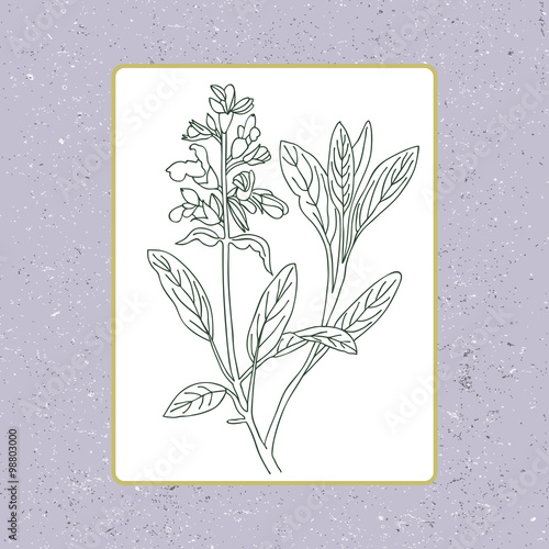 Black and white sage vector isolated. Hand drawn sage healing he