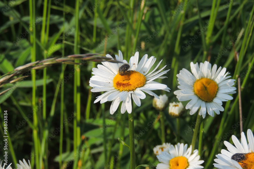 Daisies in a field Daisies in a field