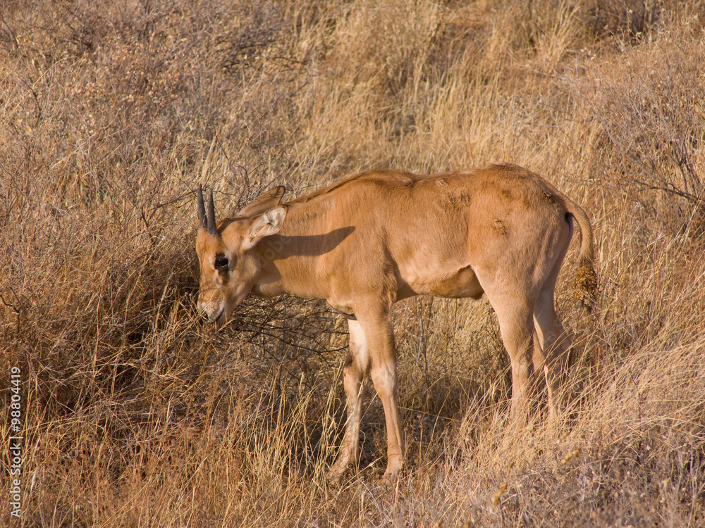 young Gemsbok calf (Oryx) african antelope in the wild savanna young Gemsbok calf (Oryx) african antelope in the wild savanna
