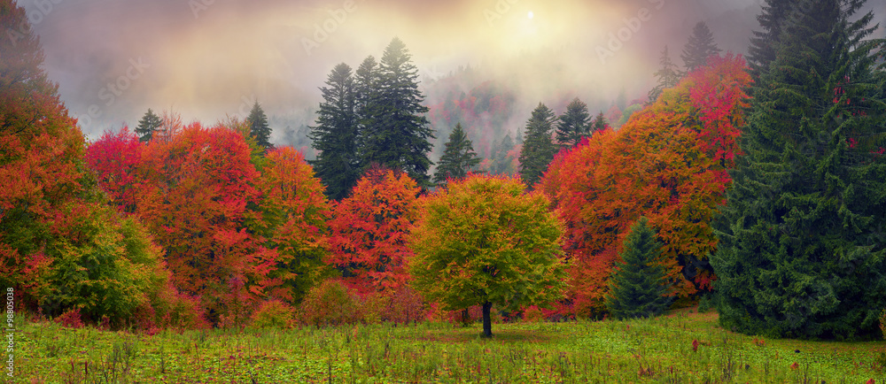 Fototapeta premium Misty autumn Transcarpathia