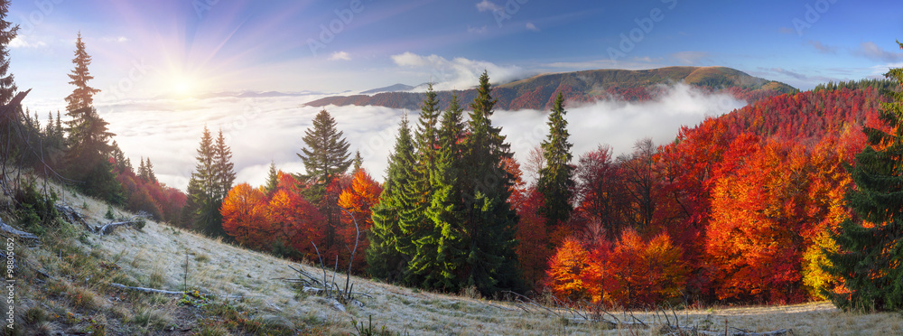 Fototapeta premium Fog in the autumn