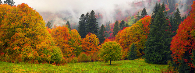 Misty autumn Transcarpathia