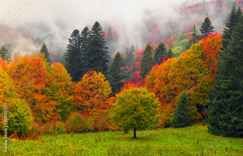 Misty autumn Transcarpathia