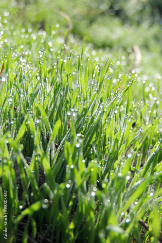 Morning dew