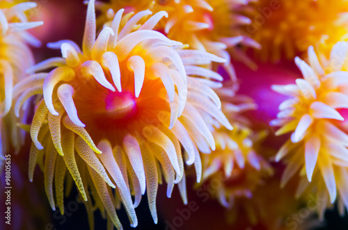 Принти на полотні Sea anemone