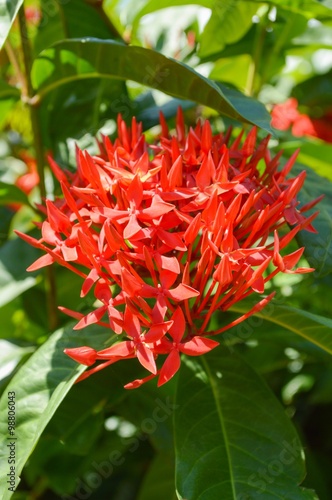 red Ixora coccinea flower in garden
