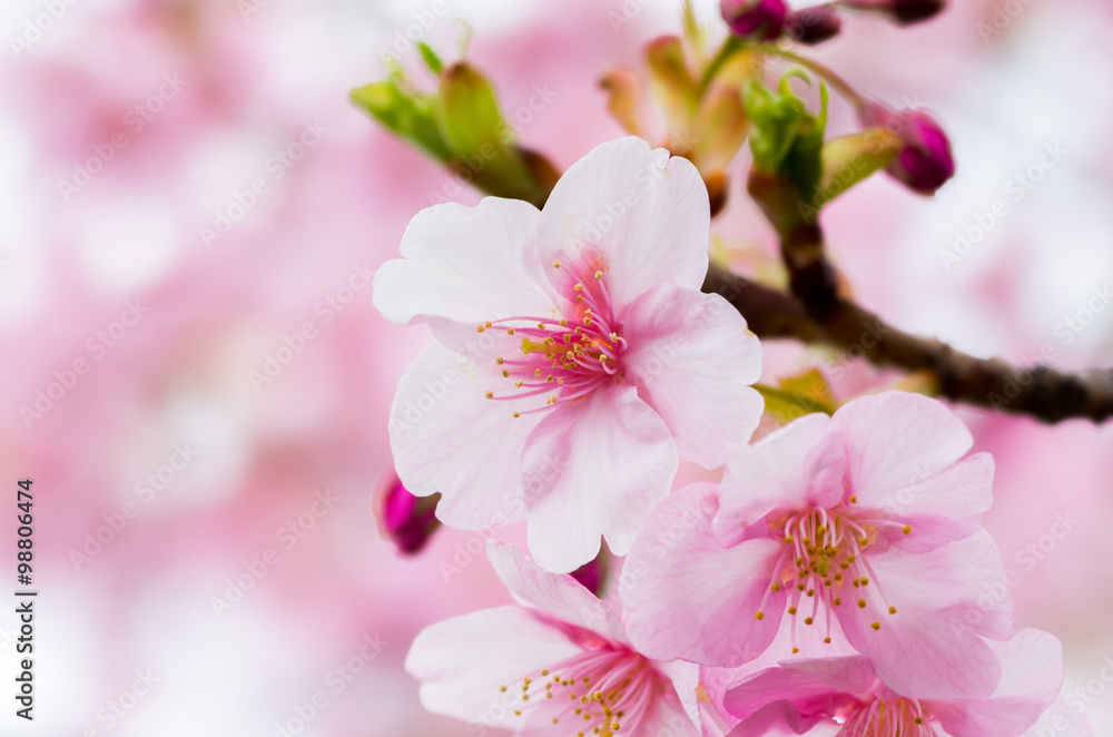 japanese sakura flower,cherry blossom japanese sakura flower,cherry blossom