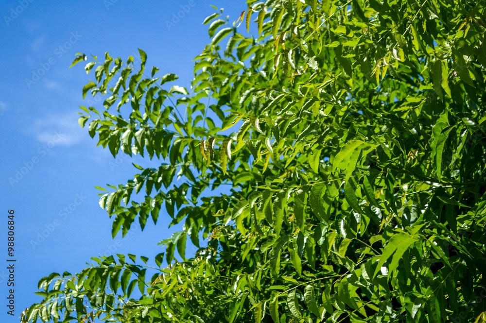 Neem plan tree in garden , Azadirachta indica