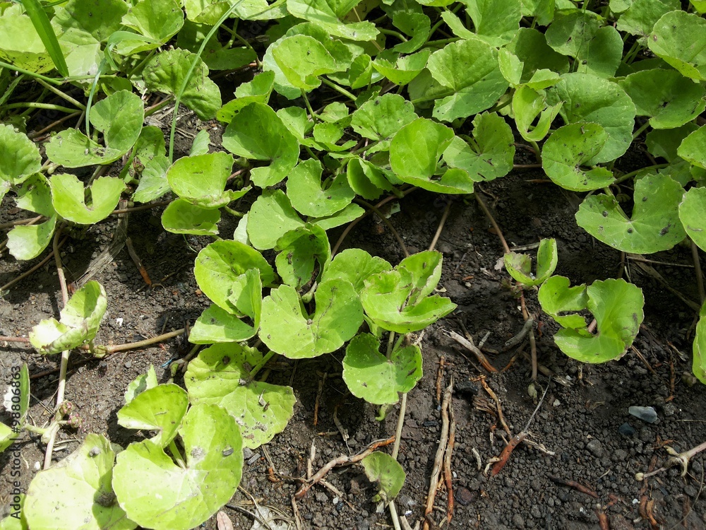 green centella asiatica tree in vegetable garden green centella asiatica tree in vegetable garden