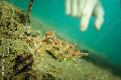 A deadly but beautifuly striking Blue Ringed Octopus - Hapalochlaena maculosa - shows its true colours.... Taken in Lombok, Indonesia. photo