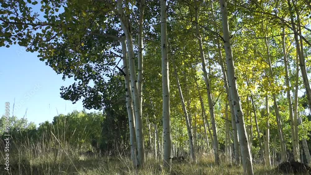 Dramatic Scenes in an Aspen tree grove near Bryce Canyon National Park Dramatic Scenes in an Aspen tree grove near Bryce Canyon National Park