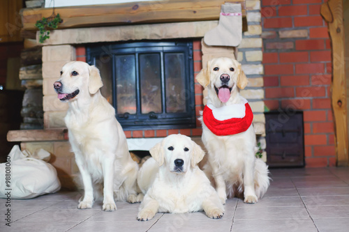 Three Golden Retriever dogs near a fireplace decorated for Christmas