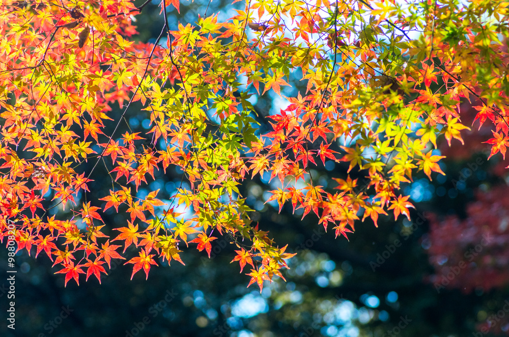 japanese autumn leaves
