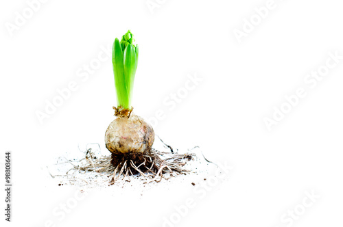 Hyacinth Bulb with Roots/ A hyacinth with bulb and roots against white backgroun and dirt around the plant and flower.