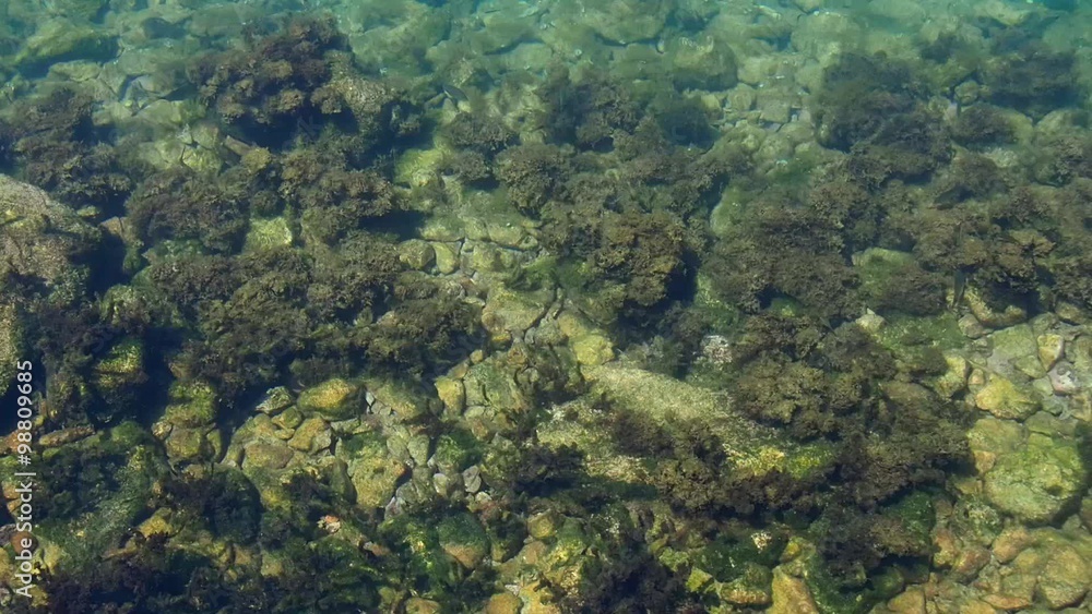 clear sea waters background with many boulders and sea plants on bottom clear sea waters background with many boulders and sea plants on bottom
