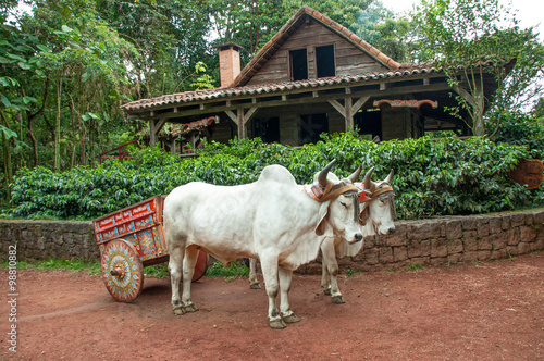 Costa Rican Ox towing a traditional cart photo