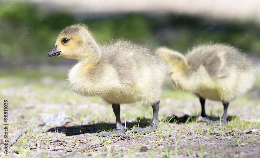 Baby geese walking on the grass. The wild geese in the summer on the grass in the Park. Baby geese walking on the grass. The wild geese in the summer on the grass in the Park.