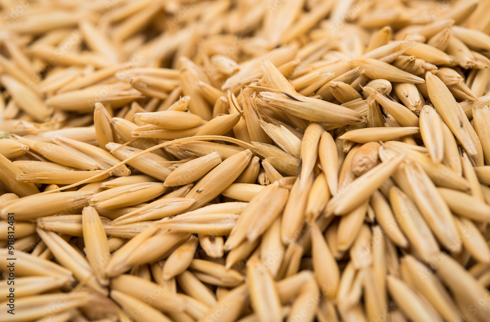 Heap of organic oat grains as background Heap of organic oat grains as background